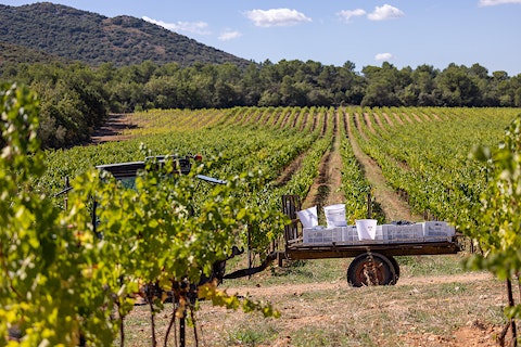 AIX Rosé 2022 Launch Maison Saint Aix Provence Vineyard